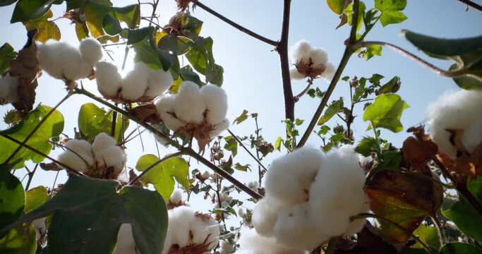 Green leaves and white balls of ripe cotton in a local farmer's field to produce material from one hundred percent cotton in organic fields. Ecologically clean cultivation of plants.