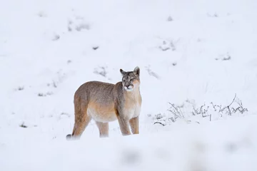 Tuinposter Puma, nature winter habitat with snow, Torres del Paine, Chile. Wild big cat Cougar, Puma concolor, hidden portrait of dangerous animal with stone. Mountain Lion. Wildlife scene from nature. © ondrejprosicky