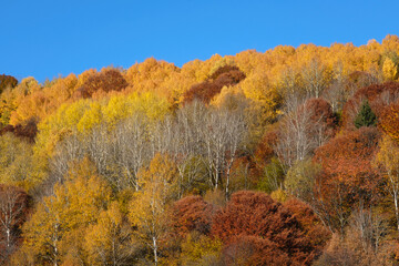 Colorful and bright autumn forest, hills panorama. View of colorful trees in the forest. Fall natural background with copy space