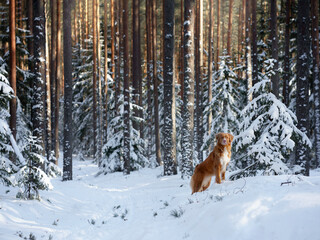 Nova scotia duck tolling retriever in a snowy forest. Dog outdoors in nature
