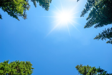 Obraz premium Healthy green trees in a forest of old spruce, fir and pine trees in wilderness of a national park. Sustainable industry, ecosystem and healthy environment concepts and background