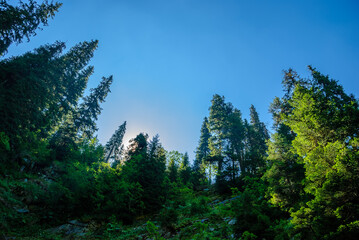 Fototapeta premium Healthy green trees in a forest of old spruce, fir and pine trees in wilderness of a national park. Sustainable industry, ecosystem and healthy environment concepts and background