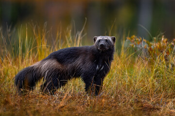Wolverine running  in autumn golden grass. Animal behaviour in the habitat, Finland. Wolverine in...