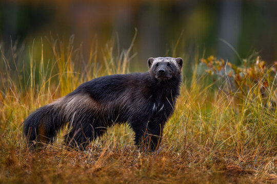 Wolverine running  in autumn golden grass. Animal behaviour in the habitat, Finland. Wolverine in Finnish taiga. Wildlife scene from nature. Rare running animal from north Europe. Wolverine sunset.