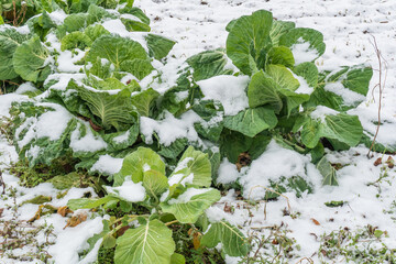 Cold weather and snowfall fall in an orchard. The field with agricultural crops was covered with snow and ice. Organic winter vegetables stand up to cold weather and feed people.