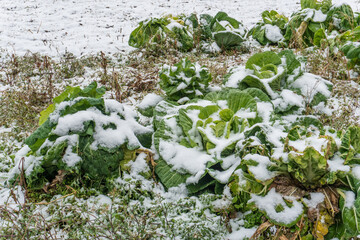 Cold weather and snowfall destroyed an orchard's crop. The field sown with agricultural crops was covered with snow and ice. The threat of hunger and food shortages.