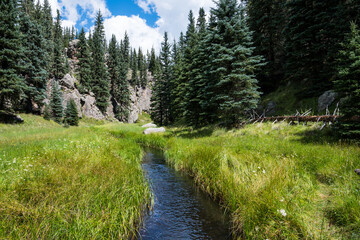 Stream through lush, green grassy meadow and forest of spruce and fir trees at the Valles Caldera...