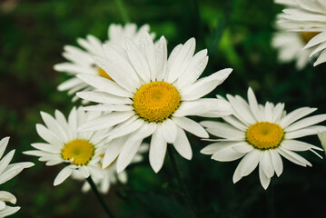 blooming daisies, chamomile flowers on a natural green background 2