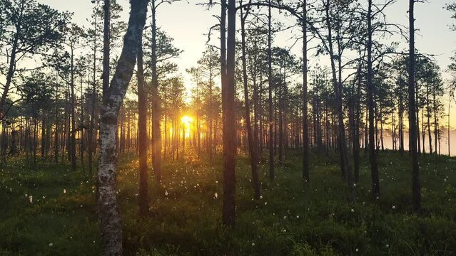 Beautiful view through bog trees during sunrise. Early summer morning with sunrise and birch trees. Sun shining through trees with sunbeams through woods in mystical bog swamp landscape.