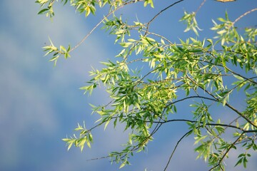 식물 - 버드나무