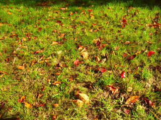 若草生える野原に散った桜の枯れ葉
