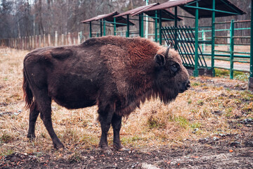 American bison in the national park of Russia. Grazing bison