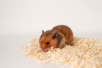 A Syrian golden hamster in sawdust out of a cage. Pet