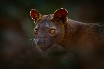 Fosa, Cryptoprocta ferox, Kirindy Forest in Madagascar. Close-up detail portrait. Beast of prey predator endemic nature Madagascar. Fosa, mammal nature, wild. Rare cat dog look animal in dry forest.