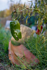 Planta de pimientos