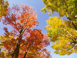 晩秋の公園の黄葉と紅葉の欅