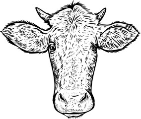 Cow head engraving style. Hand drawn vector illustration