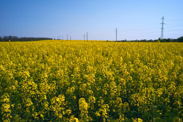  Flowering, bright yellow oilseed rape (Brassica napus) field. 