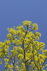 Obraz premium Spitzahorn