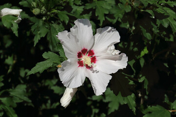 Hibiskus © Asray Laleike