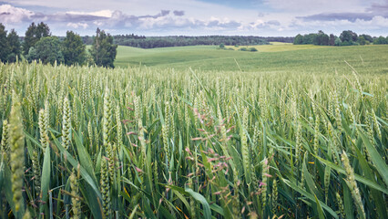 A large wheat field on a sunny day, a forest in the distance