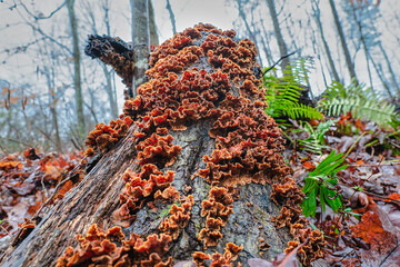 Orange fungus mushrooms growing on a dead tree trunk in the autumn forest.