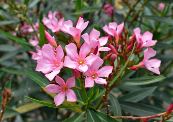 Pink oleander flowers (Nerium oleander) on garden