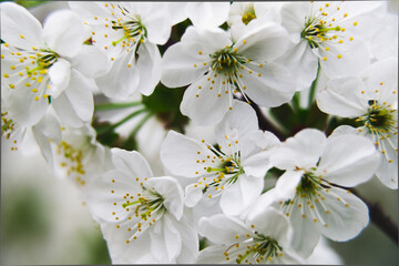 Pure white apple blossoms of spring time. 