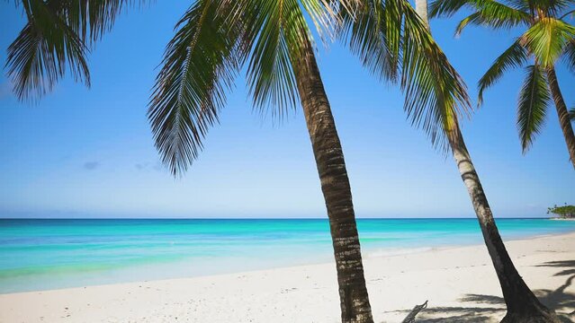 Beautiful nature of the tropical palm beach of the Dominican Republic. Tall palm trees on the azure coast of an exotic island under a blue sky. Breathtaking beach scenery on a sunny day. Seascape.