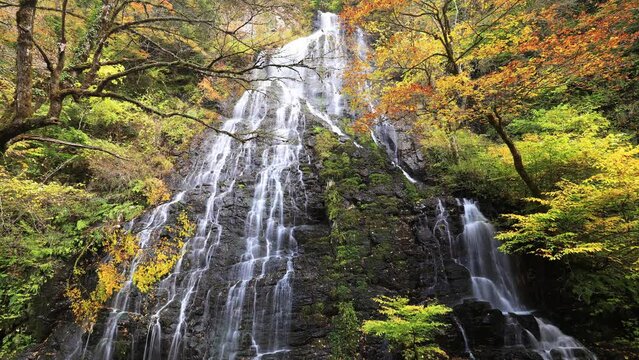 秋の龍双ヶ滝　タイムラプス　福井県今立郡　Ryusogataki waterfall in autumn. 
Time lapse. Fukui Prefecture, Imadate-gun.