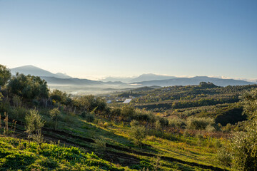 Countryside panoramic view, olive trees, rolling hills and green fields.