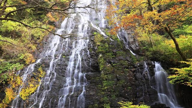 秋の龍双ヶ滝　タイムラプス　ズームアウト　福井県今立郡　Ryusogataki waterfall in autumn. 
Time lapse. zoom out. Fukui Prefecture, Imadate-gun.