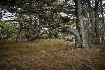 Forest above meadow at Point Lobos State Preserve, Carmel, California