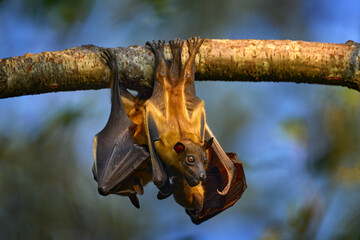 Bat from Uganda. Straw-coloured fruit bat, Eidolon helvum, on the the tree during the evening,...
