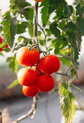 Beautiful red ripe unripe cluster heirloom tomatoes grown in a greenhouse. .