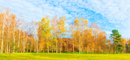 Autumn forest landscape panorama with autumn birch trees yellow leaves