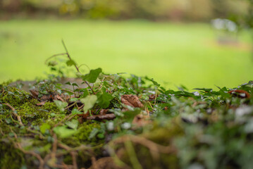 Close up of creepers with some brown leafs