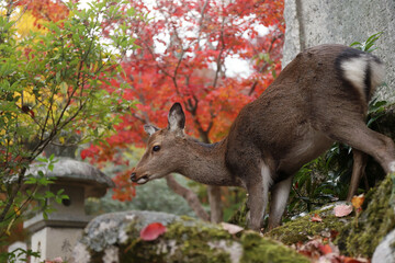 宮島の紅葉と野生の鹿