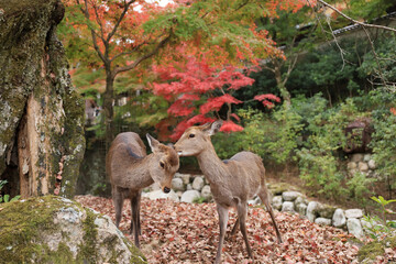 寄り添う二頭の鹿と宮島の紅葉