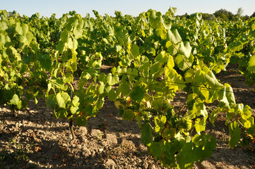 Fototapeta na wymiar The Nantes vineyard at Maisdon sur Sevre