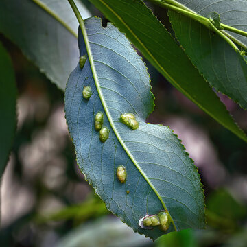 Galls of Pontania proxima on green leaf, sick tree. Pontania proxima, the willow gall sawfly. Plant galls. Euura proxima, leaf disease, pustule gall mite .