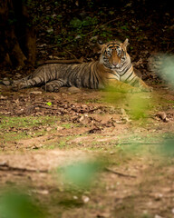panthera tigris tigris or wild male bengal tiger resting at ranthambore national park or tiger...