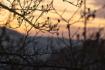 Tree branches in silhouette on rising sunlight sky background during winter weather season