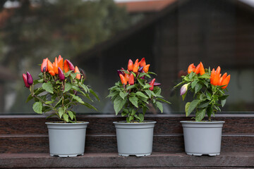 Capsicum Annuum plants. Many potted rainbow multicolor chili peppers near window outdoors