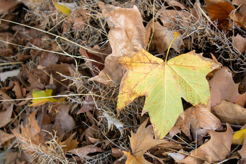 Fototapeta premium Close-up of a dry leaf falling from a tree 
