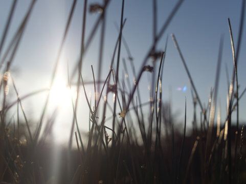 Grass in the morning. Bodmin Moor Cornwall, UK.