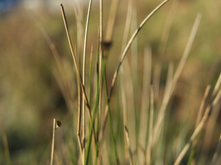 Grass in the morning. Bodmin Moor Cornwall, UK.