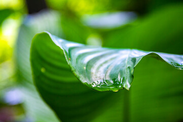 Close-up of a large water-covered green leaf in the golfito wildlife reserve in Costa Rica; a dense...