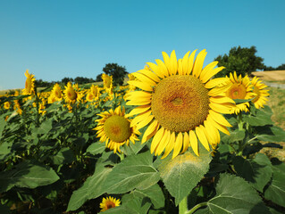 Sunflowers growing in field under blue sky