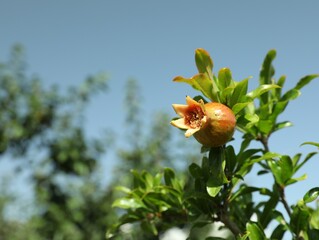 Pomegranate branch with growing fruit outdoors on sunny day, space for text